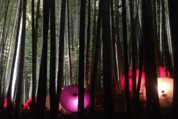 A Japanese umbrella light display scattered in the bamboo forest